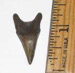 Oligocene Benedeni Shark Tooth